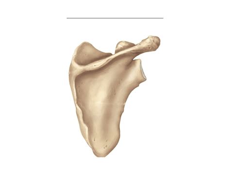 Scapula Posterior View Diagram Quizlet