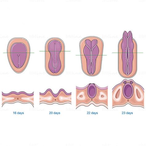 Desarrollo del tubo neural del feto ilustración vectorial