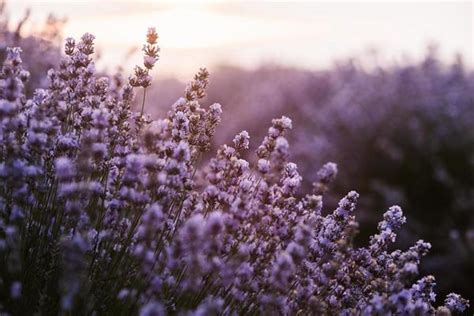 Purple Sunrise Stock Photos, Images and Backgrounds for Free Download