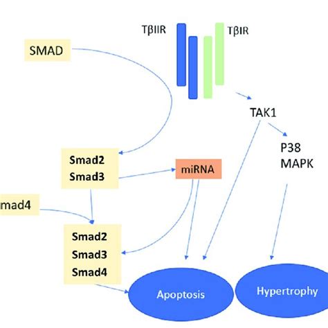 Transforming Growth Factor Beta Related Pathways And Their Contribution