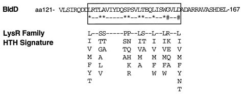 The Bldd Gene Of Streptomyces Coelicolor A32 A Regulatory Gene Involved In Morphogenesis And