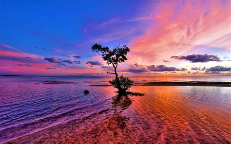 1366x768px | free download | HD wallpaper: Sea Ocean Red Sunset Tree ...