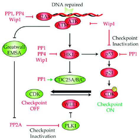 Role Of Protein Phosphatases In The Dna Damage Checkpoint Deactivation