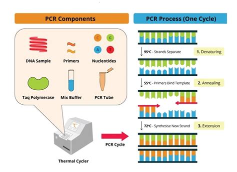 Conventional Pcr One Step Rt Pcr Or Two Step Real Time Rt Pcr Which