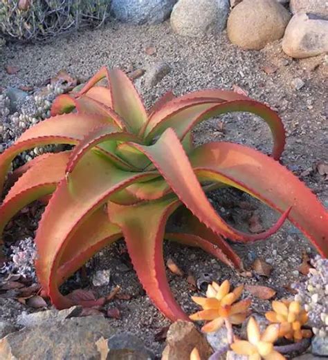 Aloe Vanbalenii Succulent Guide