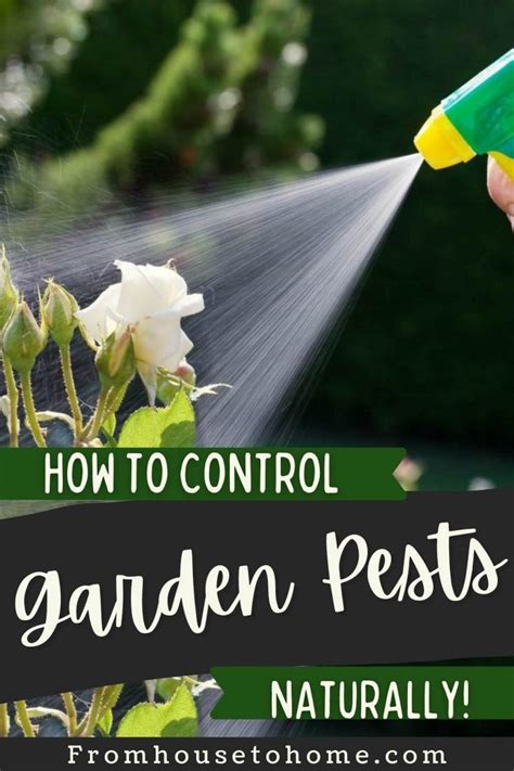 How To Control Garden Pests Naturally 10 Organic Insect Repellents