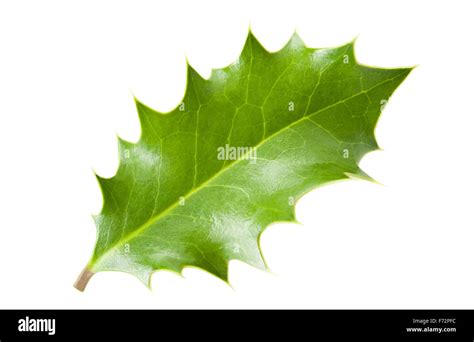 Holly Leaf High Resolution Stock Photography And Images Alamy