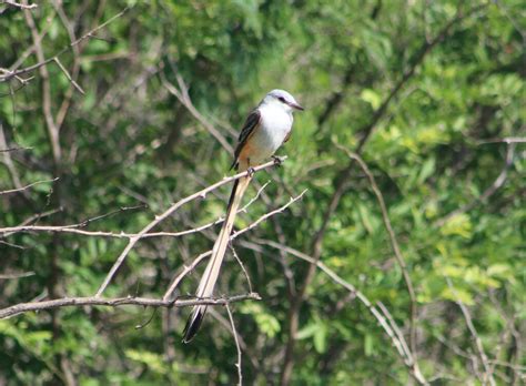 Scissor Tailed Flycatcher From Heroica Cd De Juchit N De Zaragoza Oax