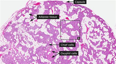 Parathyroid gland anatomy | Flashcards