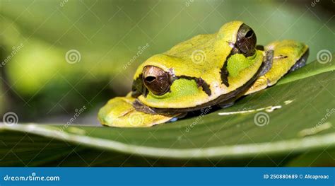 New Granada Cross Banded Tree Frog Corcovado National Park Costa Rica