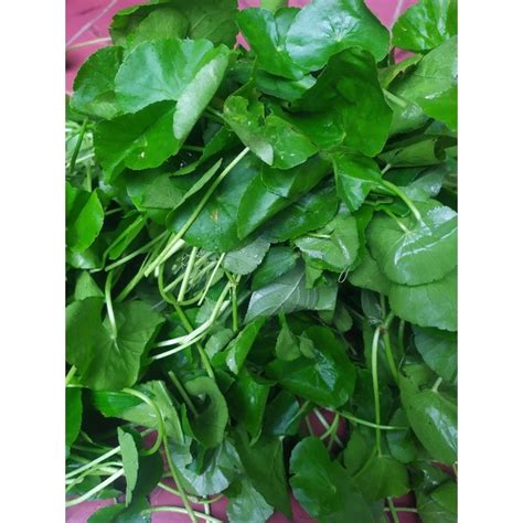 Jual Daun Antanan Pegagan Tampa Akar Pohon Antana Daun Antana Pegagan