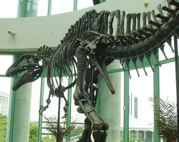 Acrocanthosaurus – Allosaurus Roar