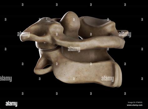 Illustration Showing The Atlas And Axis Vertebrae Of The Neck Stock