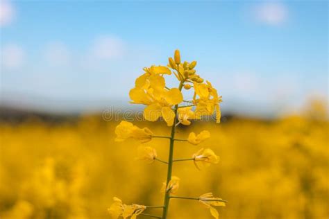 Beautiful View Of Yellow Canola Fields With Blue Sky On Spring At Cowra