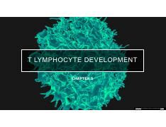 lymphocyte development role  thymus stages  receptor