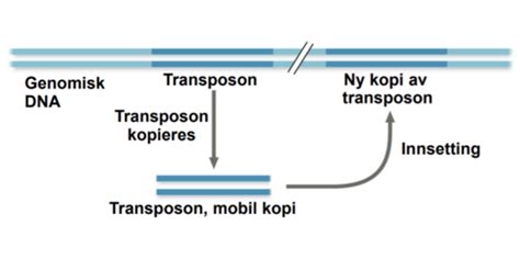 Kap 20 Genomers Evolusjon Flashcards Quizlet