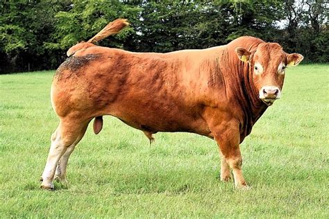 10+ Free Male Cow & Male Images - Pixabay