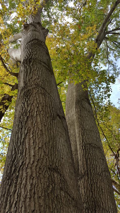 Quercus Shumardii Bark