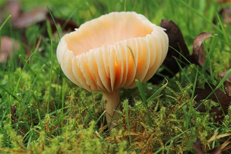 Meadow Waxcap Cuphophyllus Pratensis John Balcombe Flickr