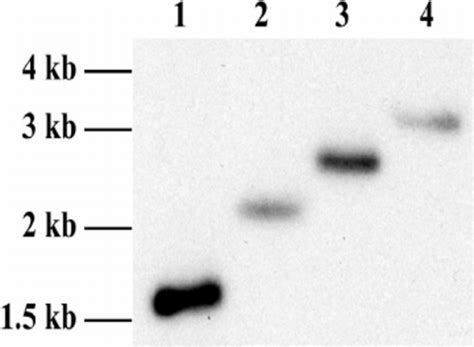 RNAi Of T Brucei GSK 3 Homologs Top Growth Of T Brucei BSF As The