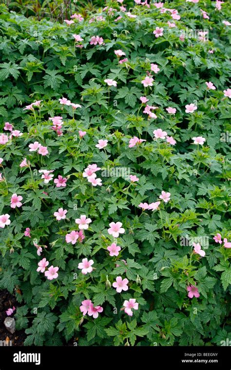 Geranium X Oxonianum Wargrave Pink AGM Stock Photo Alamy