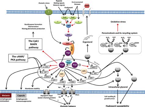 The Hog Signaling Pathway In C Neoformans The Hog Pathway Mainly Download Scientific