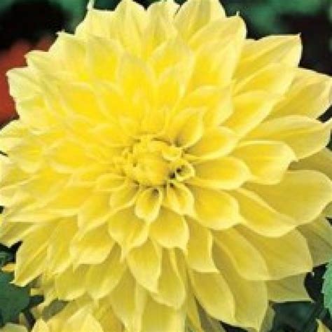 Buy Dahlia (Yellow) plant online at cheap price on plantsguru.com