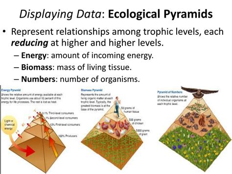 Ppt Ecology Energy Flow And Nutrient Cycles Powerpoint Presentation