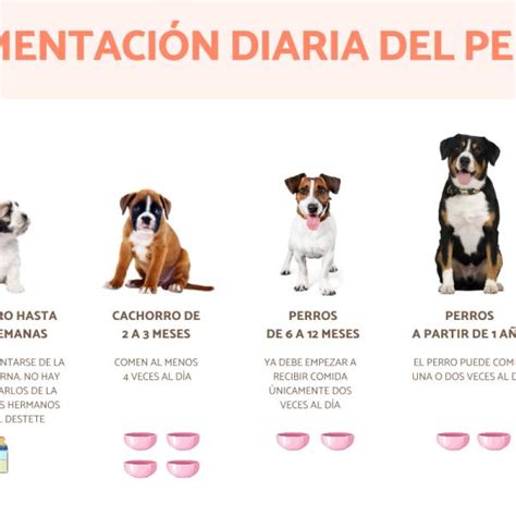 Cuanto Debe Comer Un Perro De Meses