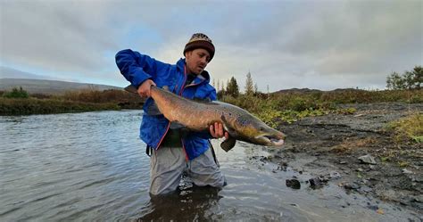 What Species Can You Catch In Iceland Fish Partner