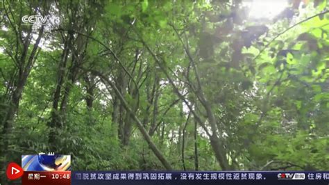 【华南国家植物园成立】致力迁地保育 珍稀濒危植物野外回归 保护 热带 建设