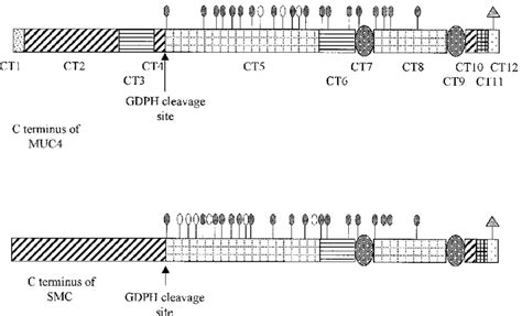 Schematic Representation Of Human MUC4 And Rat SMC C Termini Dense