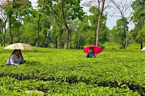 21 Tea Gardens Sold In 2022 In Assam