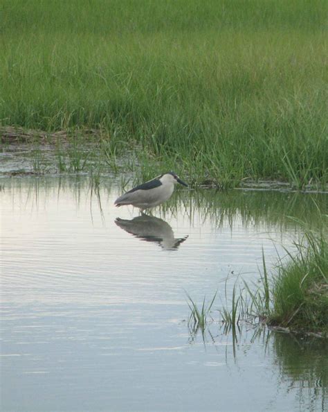 Free picture: crowned, night heron, bird