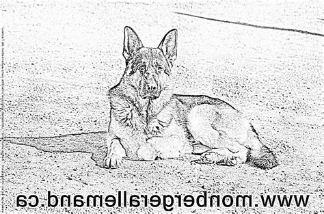 Coloriage Chien Berger Allemand Coloriage Eu Org