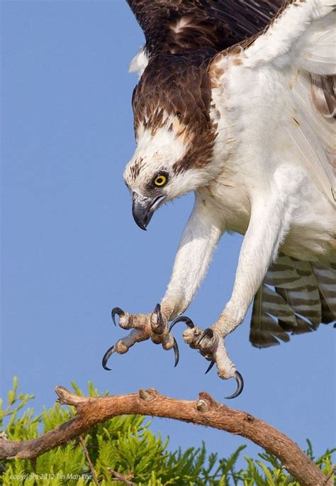 Osprey Talons By Tin Man Photo 6707241 500px Pet Birds Birds