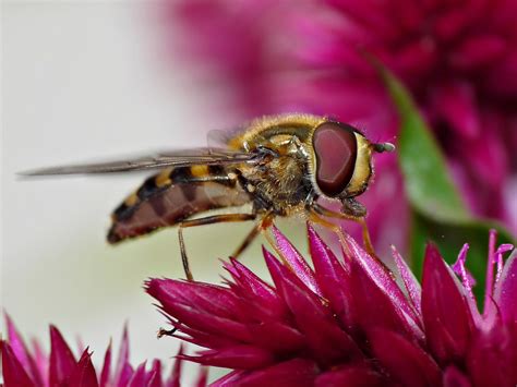 Volar Flor Macro Foto Gratis En Pixabay Pixabay