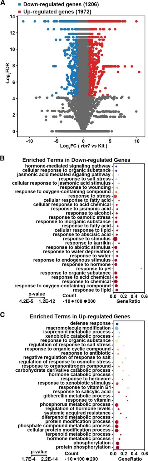 Transcriptomic Analysis Of Rbr7 A Volcano Plot Of Differentially Download Scientific Diagram