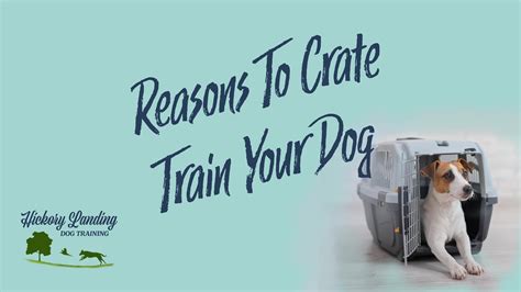 Reasons To Crate Train Your Dog Youtube