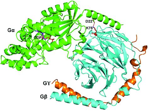 Cartoon Representation Of A Heterotrimeric G Protein Complex Showing