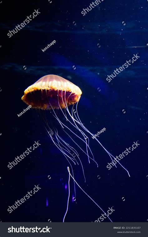 Jellyfish Sea Aquarium Singapore Stock Photo 2211835107 | Shutterstock