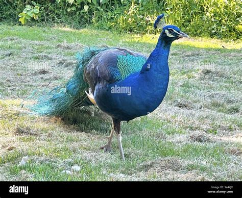 Peafowl Peacock Feathers Plumage Blue Spectacular Decorative