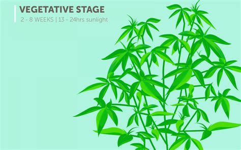 Stages of the Cannabis Plant Growth Cycle - Cannabis Magazine Online