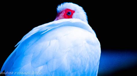 Ibis Blue Photograph By Andrea Oconnell Fine Art America