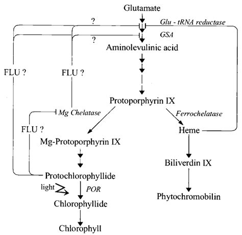 A Simplified Scheme Of The Tetrapyrrole Biosynthesis Pathway Of Higher Download Scientific