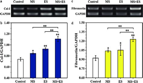 Col I And Fibronectin Mrna Expression Of Mc T E Cells Under Various