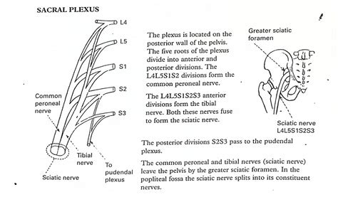 Lumbar Spinal Nerve Compression And Lower Limb Peripheral Nerve Injury