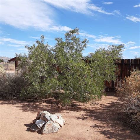 Plant Profile: The Desert Willow Tree | Rick's Hobby Garage