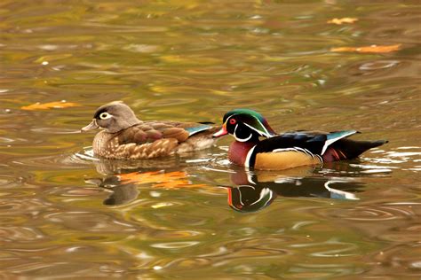 Wood Duck Pair In Autumn Smithsonian Photo Contest Smithsonian Magazine