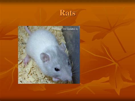 Ppt Rodents Powerpoint Presentation Free Download Id4033149